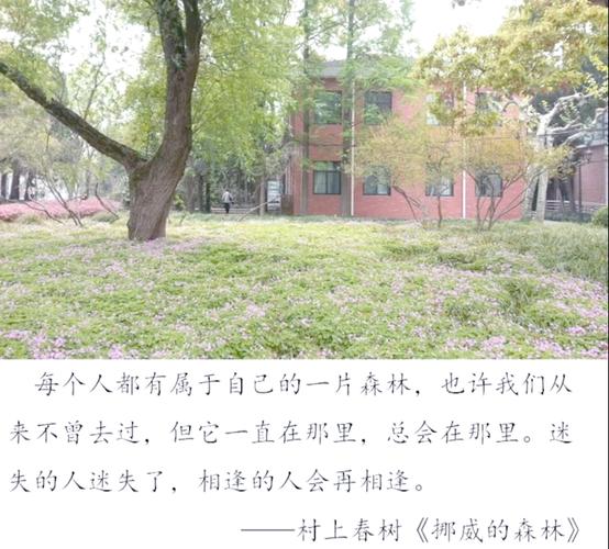 挪威的森林最新章节无弹窗在线阅读_村上春树经典小说全文免费阅读